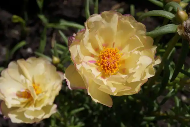 Портулак «Сандайл Крем»