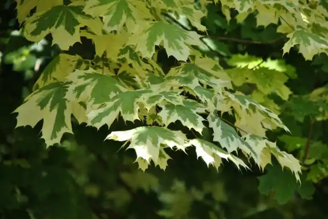 Вариегатный сорт «Друммонди» ('Drummondii') отличается широкой кремово-белой полосой по краю листа, при распускании с розовым оттенком.
