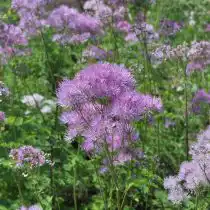 Василистник водосбороилистный (Thalictrum aquilegifolium)
