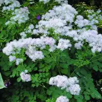 Василистник водосбороилистный «Альбум» (Thalictrum aquilegifolium 'Album')