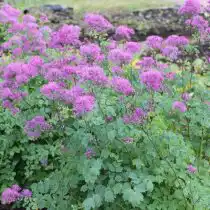Василистник водосбороилистный «Блэк стокингс» (Thalictrum aquilegifolium 'Black Stockings')