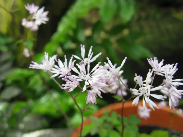 Василистник киузский (Thalictrum kiusianum)