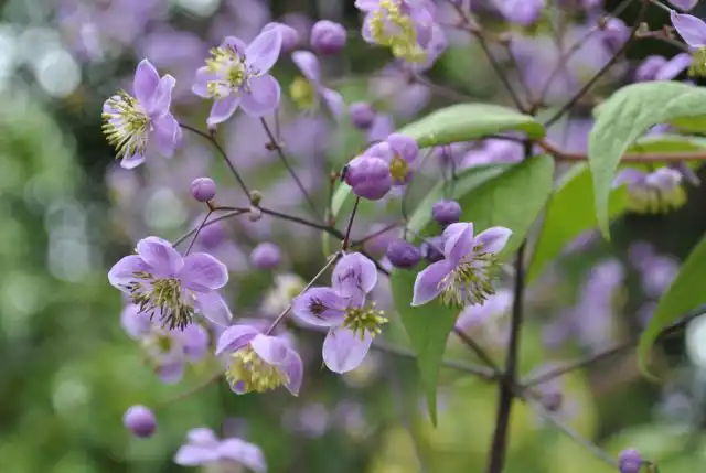 Василистник рохебрунский (Thalictrum rochebrunianum)