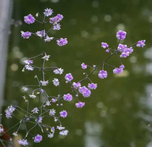 Василисник Делавея (Thalictrum delavayi)