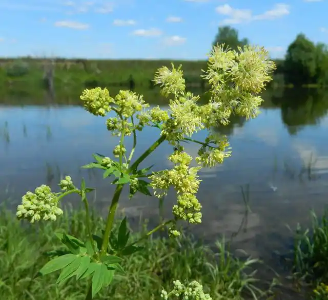 Василистник желый (Thalictrum flavum)