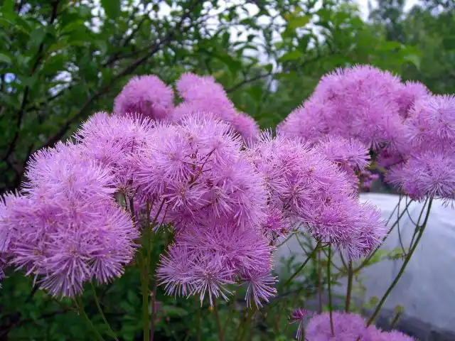 Требования к солнечному свету у василистников различаются в зависимости от вида, но большинство видов предпочитают полутень или пятнистую тень, хотя они переносят и полное солнце
