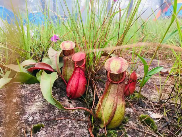 Непентеса Раджа (Nepenthes rajah)