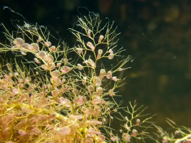 Пузырчатка обыкновенная (Utricularia vulgaris)