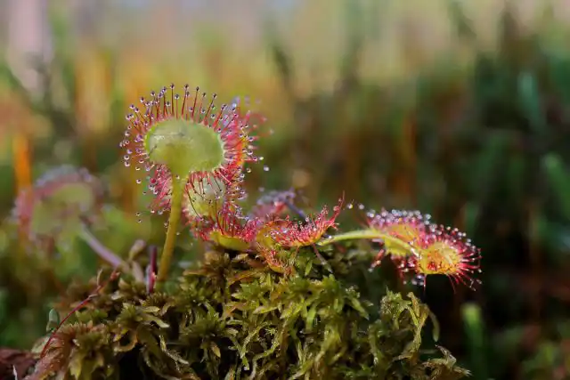 Росянка круглолистная (Drosera rotundifolia)