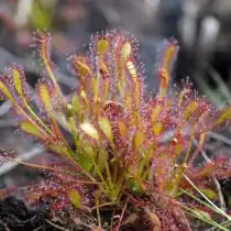 Росянка промежуточная (Drosera intermedia)