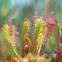 Росянка английская (Drosera anglica)