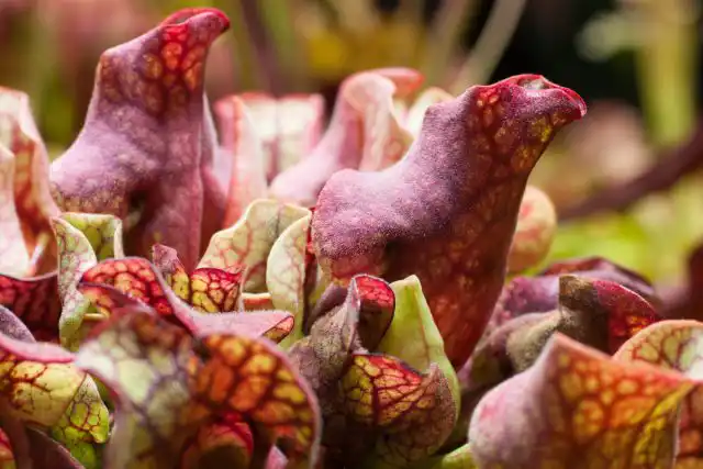 Саррацения пурпурная (Sarracenia purpurea)