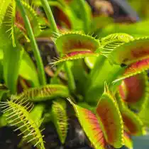 Венерина мухоловка (Dionaea muscipula)