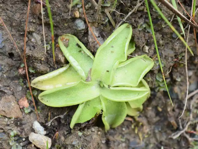 Жирянка обыкновенная (Pinguicula vulgaris)