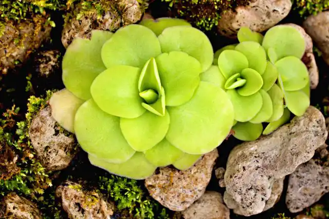 Жирянка крупноцветковая (Pinguicula grandiflora)