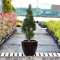 Сосна черная «Комета» (Pinus nigra 'Komet')