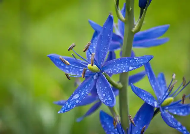 Камассия Хауэля (Camassia howellii) меньше по размеру, чем камассия Лейхтлина