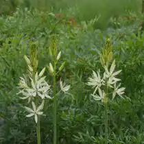 Камассия Лейхтлина «Альба» (Camassia leichtlinii 'Alba')