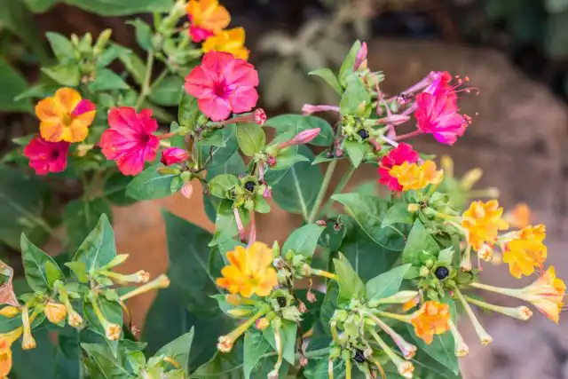 Поскольку мирабилисы цветут ближе к вечеру и вечером, лучше всего сажать их там, где вы обязательно их увидите и почувствуете их аромат