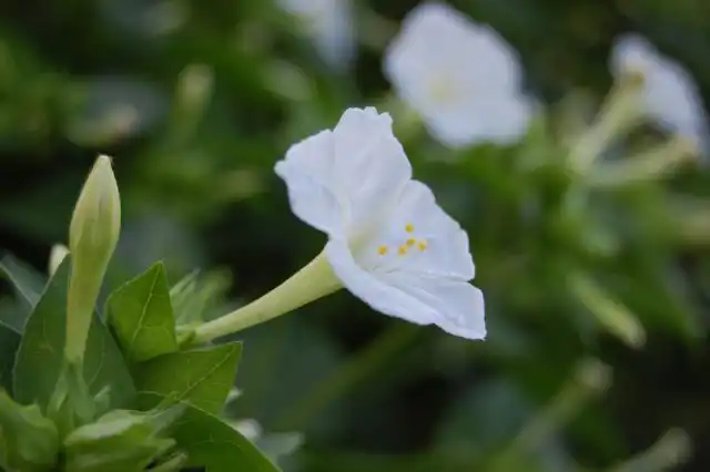 Мирабилис «Альба» (Mirabilis Jalapa 'Alba') - белый сорт с легким цитрусовым ароматом, который дает самосев