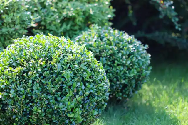 Самшит (Buxus)