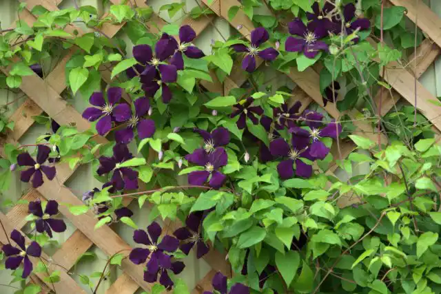 Клематис (Clematis)