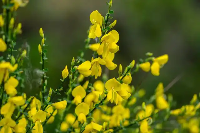 Ракитник (Cytisus)