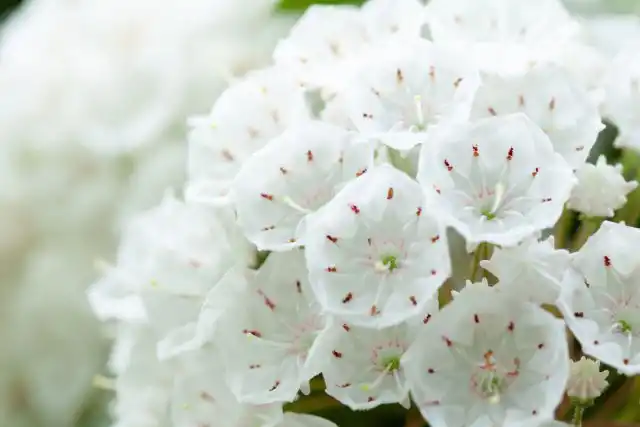 Кальмия (Kalmia)