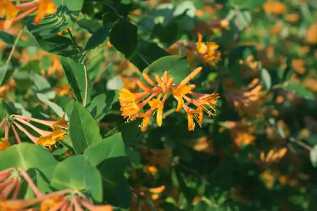 Жимолость Тельмана (Lonicera tellmanniana)