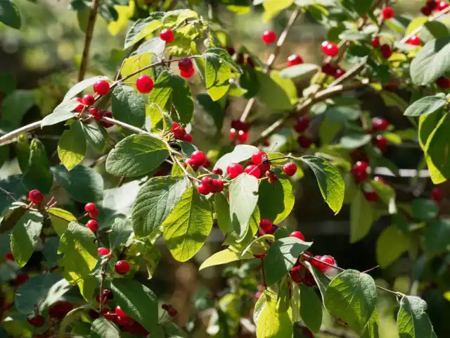 Жимолость обыкновенная (Lonicera xylosteum)
