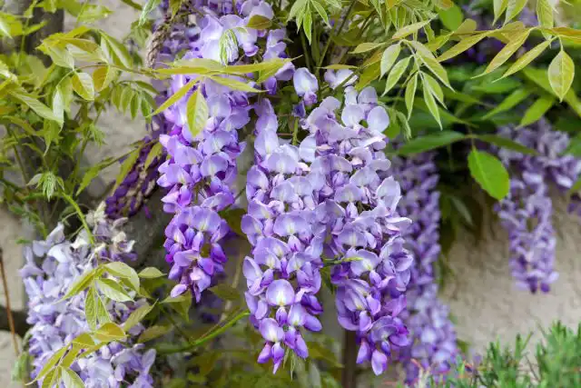 Красавица глициния (Wisteria)