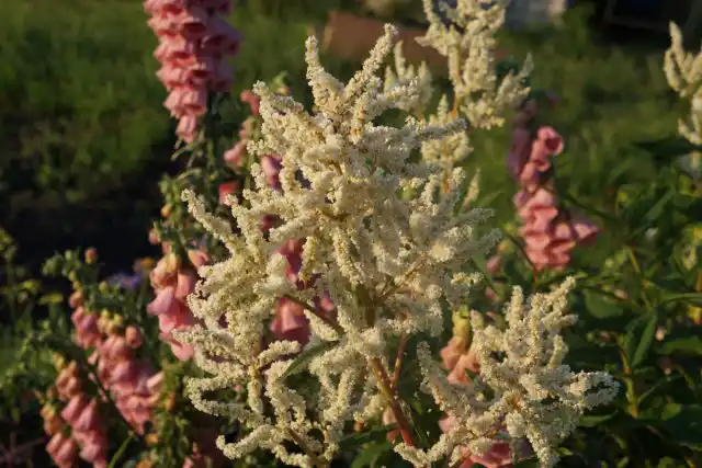 Из-за своего гигантского размера горец изменчивый произведет впечатление в любом уголке сада, но его белые перистые соцветия делают его особенно эффектным в качестве растения для миксбордеров