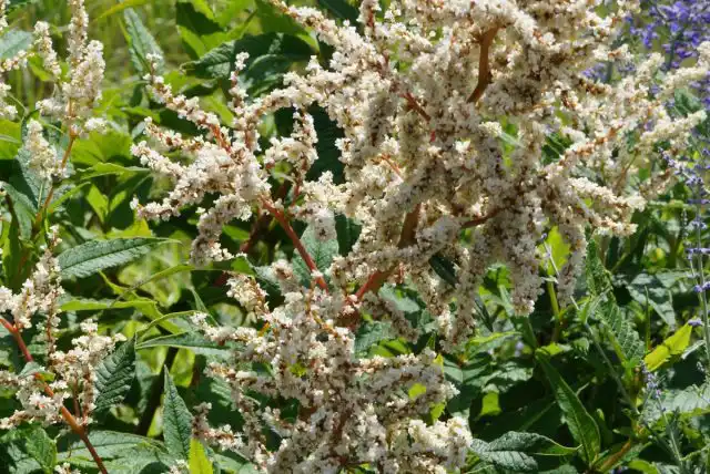 Горец изменчивый (Persicaria polymorpha) – это гигантское растение с большими кремово-белыми перистыми соцветиями