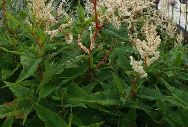 Вы можете выращивать горец изменчивый на полном солнце или в полутени, но вы увидите обильное цветение, только если растения будут получать по крайней мере пять или шесть часов солнечного света в день