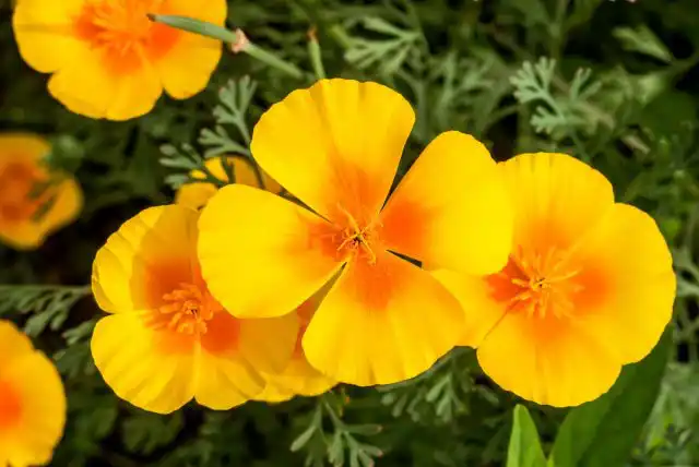 Калифорнийский мак (Eschscholzia californica)
