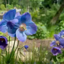 Гималайский голубой мак (Meconopsis baileyi)