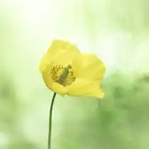 Валлийский мак (Meconopsis cambrica)