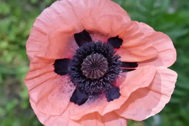 Восточный мак (Papaver orientale)