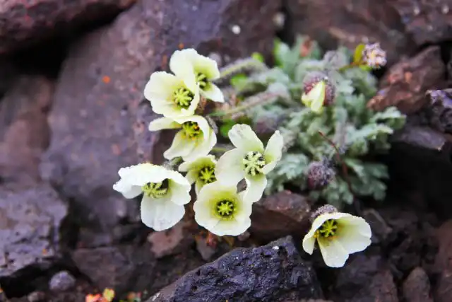 Арктический мак (Papaver radicatum)