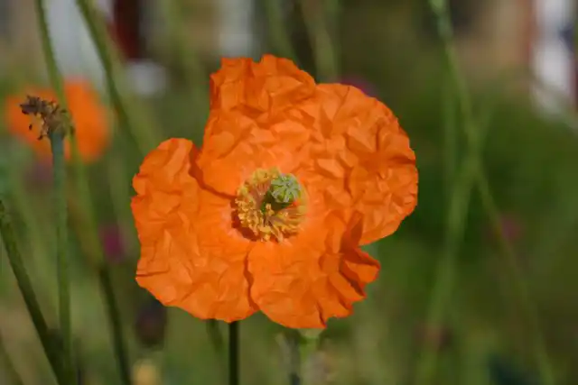 Испанский мак (Papaver rupifragum)