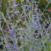 Перовскии нужно полное солнце, чтобы проявить себя наилучшим образом