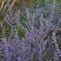 Выберите место для посадки перовскии с хорошо дренированной почвой нейтральной или щелочной реакции