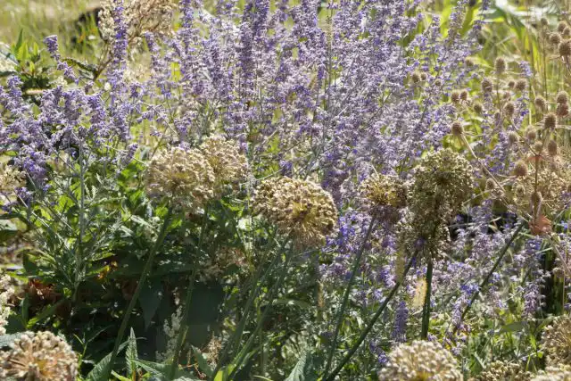 Перовския осенью