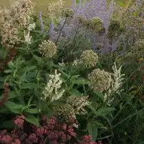 Хотя можно заняться посадкой русского шалфея с ранней весны и осенью (в сроки до шести недель до начала серьезных заморозков), идеальное время — поздняя весна