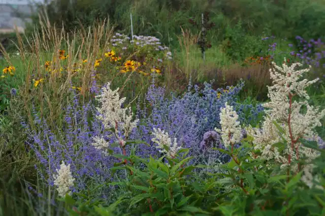 Попробуйте использовать это малоуходное растение в своем многолетнем миксбордере, где оно будет цвести в течение длительного периода времени