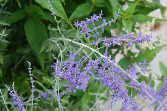 Как и у других представителей семейства Яснотковых , листья перовскии ароматны при растирании. Несмотря на то, что на Западе перовскию называют «русским шалфеем», это вовсе не разновидность шалфея.