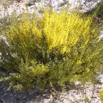 Акация саблевидная (Acacia acinacea)