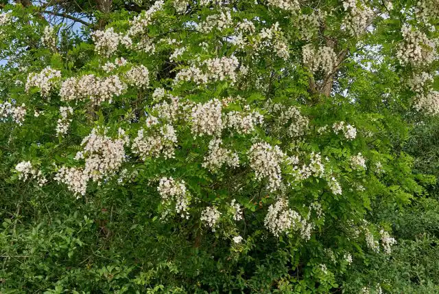 Белая акация, или робиния ложноакациевая (Robinia pseudoacacia)