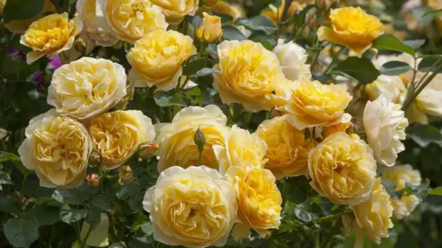 «Грэхам Томас» ('Graham Thomas') — пожалуй, самая известная из английских роз. Этот сорт 1983 года удивляет сияющим желтым цветом и свежим ароматом с нотками фиалки.