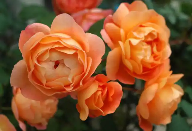 «Леди Эмма Гамильтон» ('Lady Emma Hamilton') предлагает гамму оранжевых и желтых тонов с розоватыми оттенками на внешних лепестках.